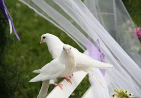 two doves